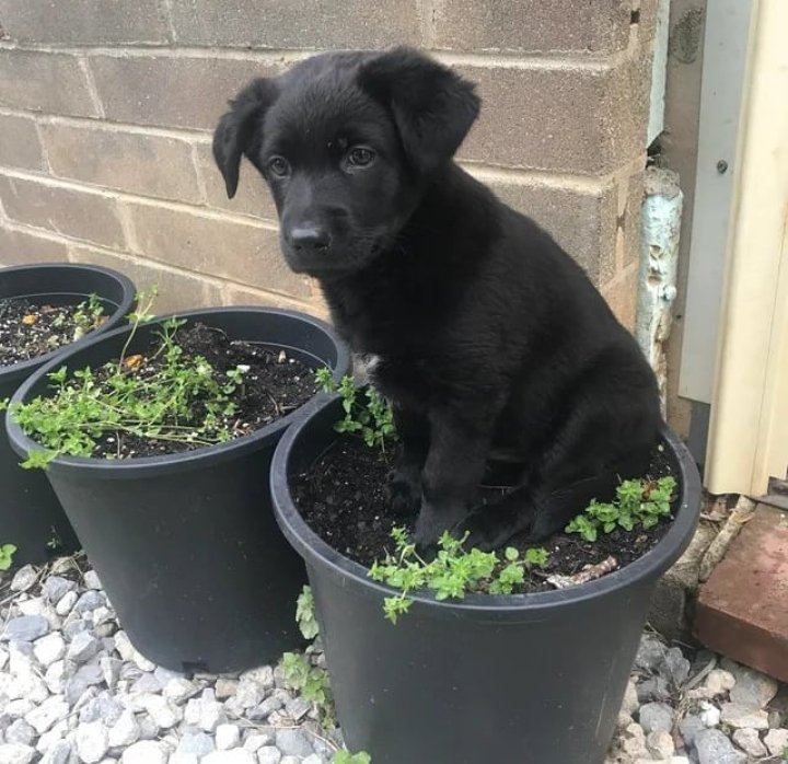 Do you think black dogs are cute 😍?