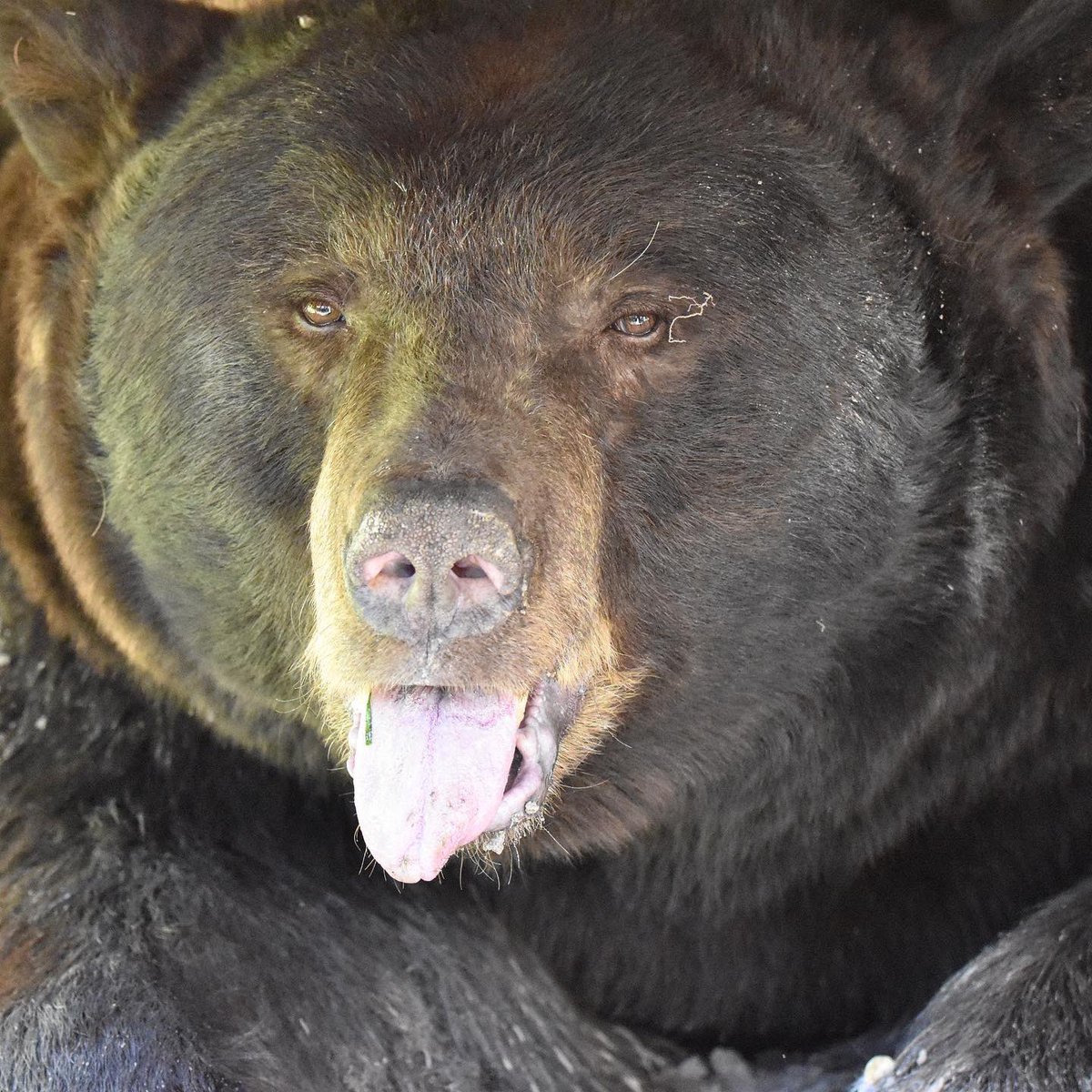 CPW_SW's tweet photo. Far bear week meets Durango…

Bears start to look for a good place to den for the winter this time of year. Under the deck of a home in a residential Durango neighborhood is not a suitable den location. https://t.co/W2yYTHN3Dj