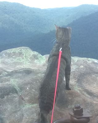 @kristanovva Cat on a hike