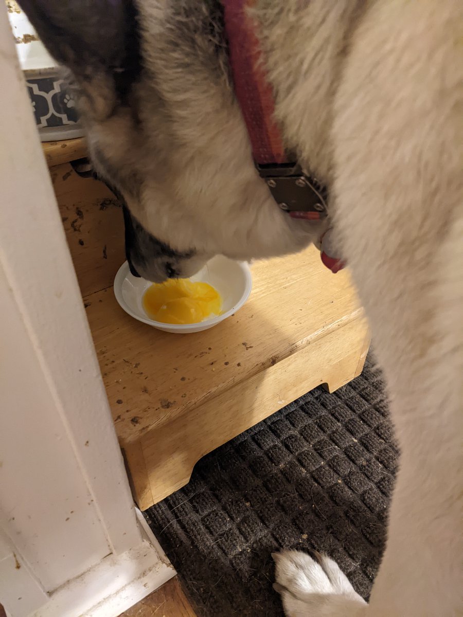 HargrettHours's tweet photo. Separate your eggs, cause you only need the whites. 

My geriatric German shepherd gets the yolks https://t.co/HFGD9WEOPB https://t.co/8id1yJSV39