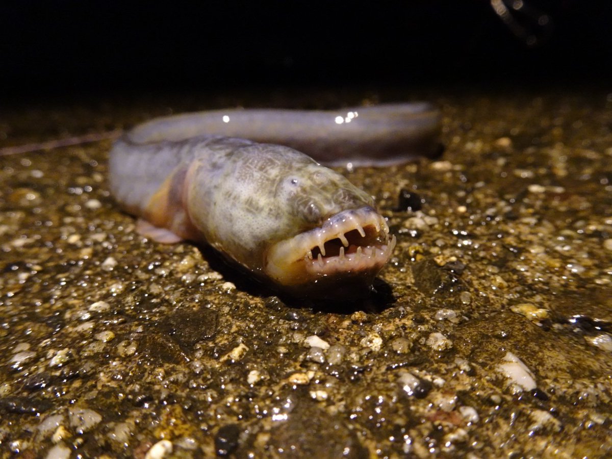 TATTwit(釣りアカ) on Twitter 