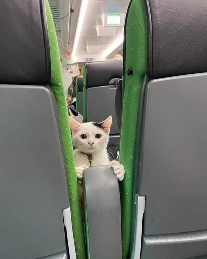 the passenger in front of you