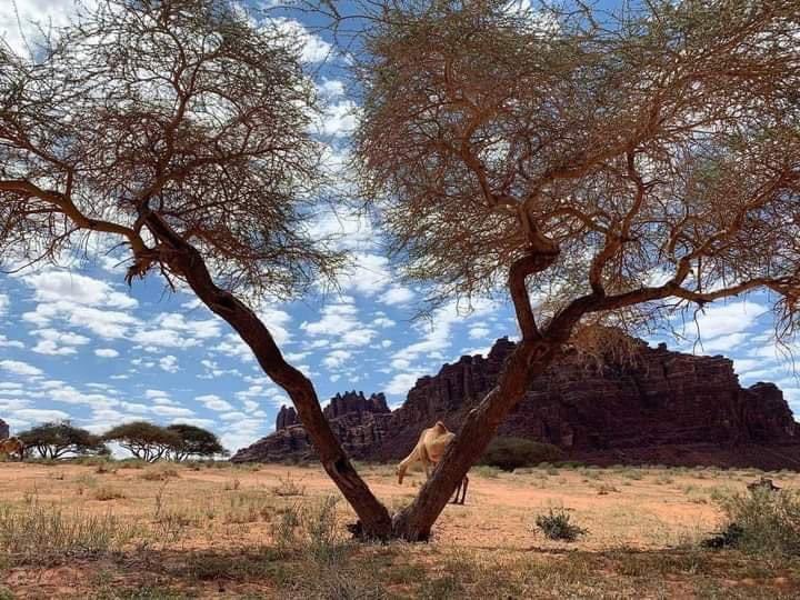 saudiexpat's tweet photo. #Tabuk..  😳
#SaudiArabia 😍 https://t.co/3Hihvw3ZIP