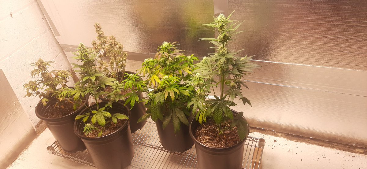 Mephisto autos 2 Skywalker and 3 samsquanch.  #GrowYourOwn #Mmemberville