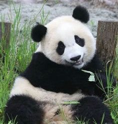 nurirumrun's tweet photo. Me acabo de percatar de que soy un oso panda bebé, refleja a la perfección todos mis moods: https://t.co/i1YPqC4aYj