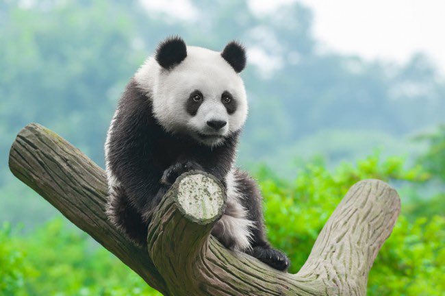 nurirumrun's tweet photo. Me acabo de percatar de que soy un oso panda bebé, refleja a la perfección todos mis moods: https://t.co/i1YPqC4aYj