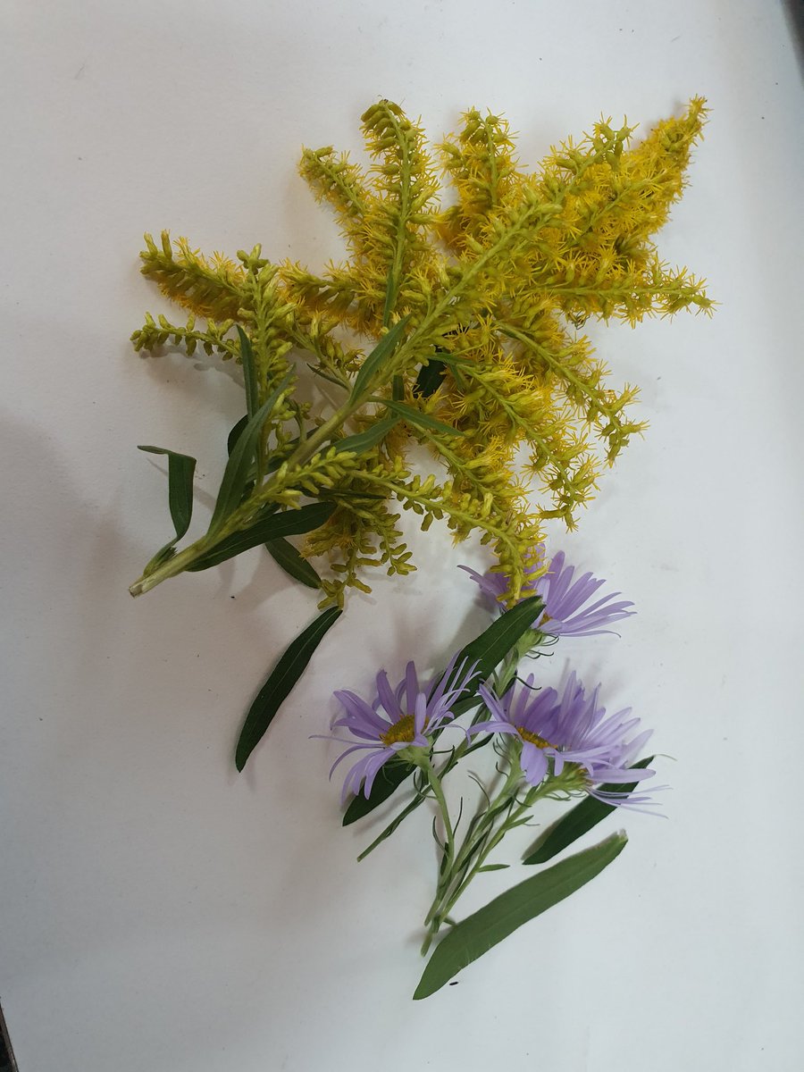 In the mountain there are pretty flowers in this fall.