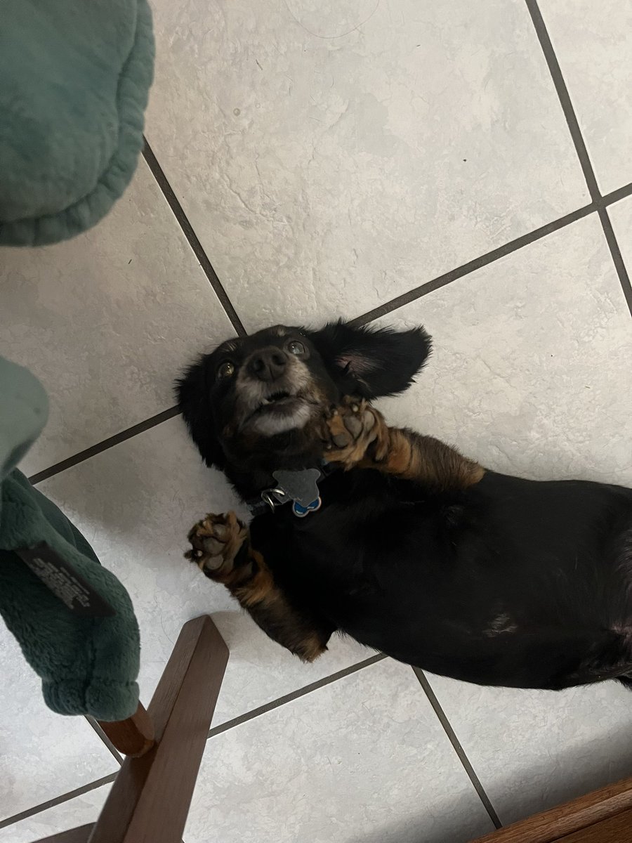 magic_and_lore's tweet photo. @buttercreamren This is my little dude, Mickey https://t.co/pMBmeVxTRb
