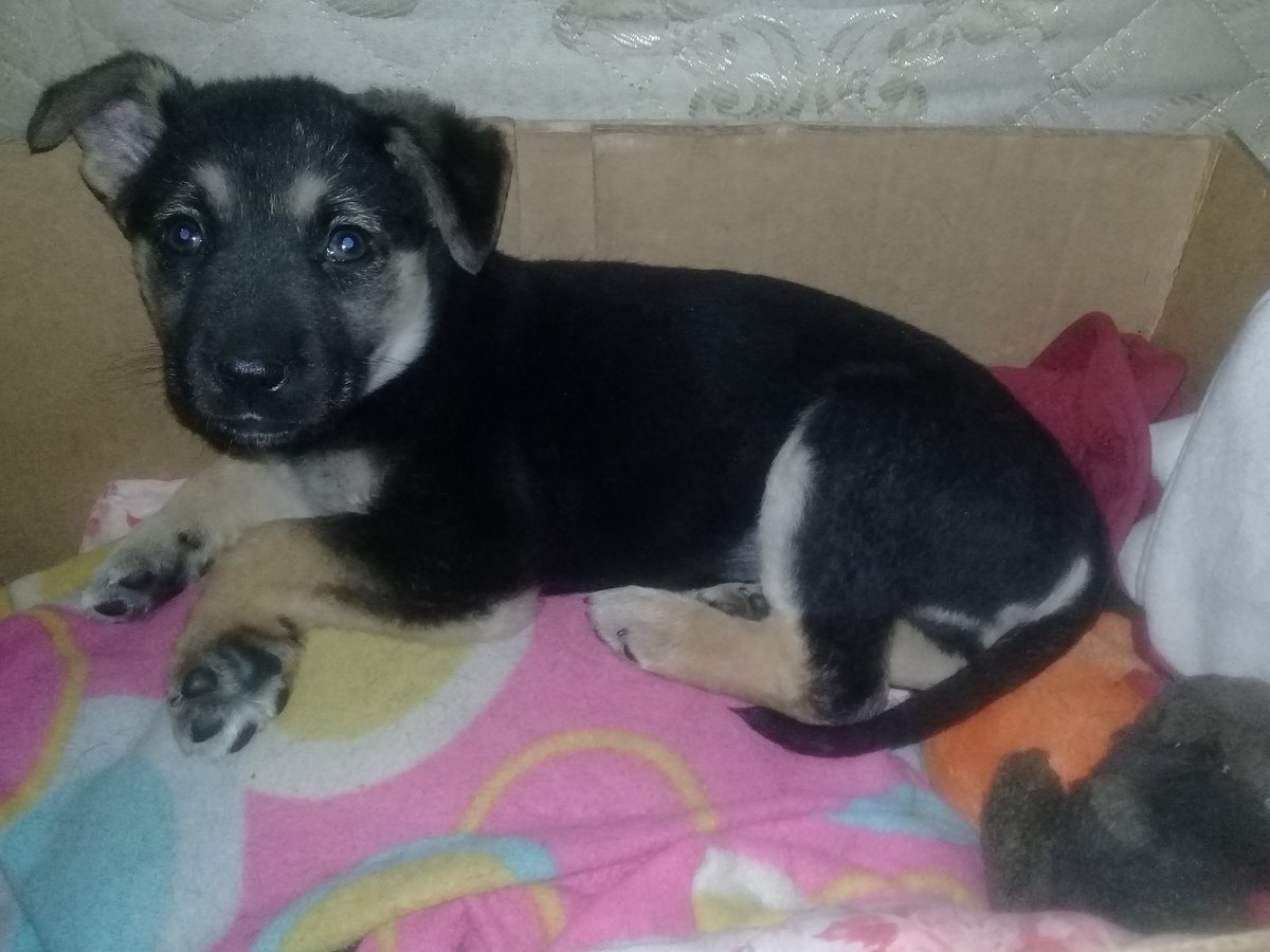 PaulayRacing's tweet photo. Él es #Therry el perro rockero, #QuienEsLaMascara https://t.co/y3BiXncWwJ