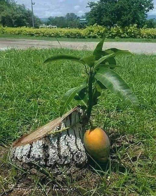 LicOrtegasan's tweet photo. Este árbol de mango se niega a morir después de ser cortado e incluso da frutos como señal de victoria. https://t.co/eXRrGnnsG7