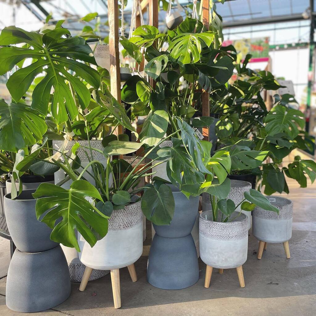 Gotta love that golden afternoon light on the monsteras 😻💚
.
.
.
#monstera #monsteradeliciosa #houseplants #indoorplants #plantlove #plantlovers #indoorplantsdecor #whitepottery #indoorjungle #jungalowstyle #modernstyle #modernhome instagr.am/p/CjopysWrNLc/