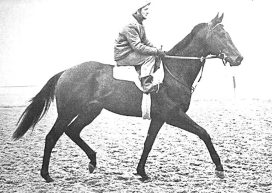 HORSE RACING 100 on Twitter: