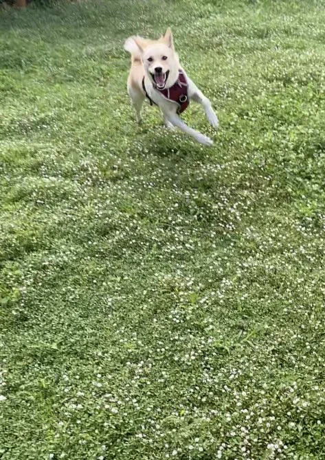 虐待される犬も殺処分される犬も家でぬくぬく過ごす犬も何にも変わんないのにね、みんなどこかの家に引き取られてぬくぬく毎日散歩行って遊んでお腹出して寝られるようになってほしいよね 