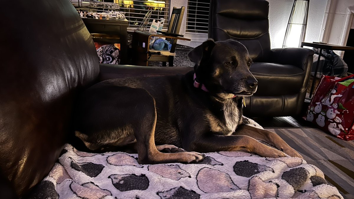 It’s taken about 15 months, but my little Gracie is finally sitting on the couch while we watch TV at night.
