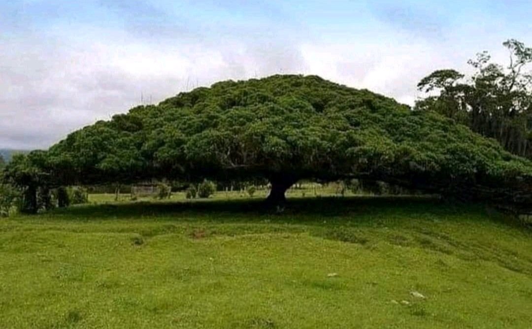 The Guanacaste tree. #amazing It retains its structural integrity even with a width of 50 meters. As David Attenborough said, 'ancient trees are precious. There is little else on earth that plays host to such a rich community of life within a single living organism.'