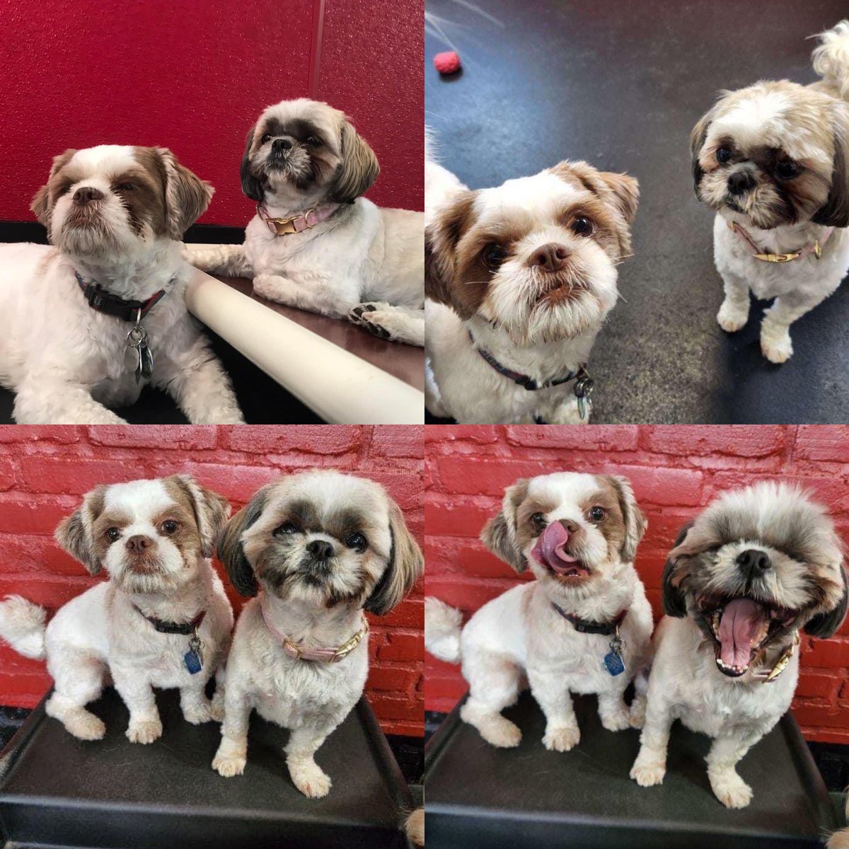 conraddooley54's tweet photo. @MsColleenConway @DooleySchool54 @DooleyTogether @AndersonHumane I would love to get a sibling for Tinkerbell, but she wants her BFF from daycare to come live with us! #Dogsof54 https://t.co/fHujAJzpak