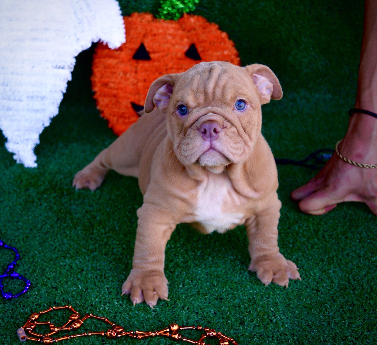 3 Male English Bulldogs Looking for their forever Home‼️‼️Follow us @Distinctivebulls on Instagram for more details and pictures 🎨🤩