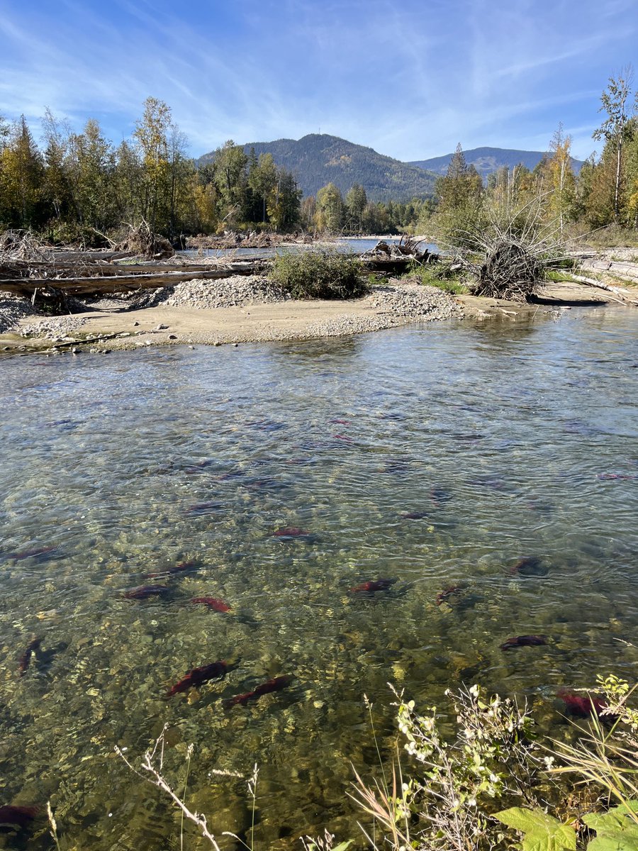 T_fingler's tweet photo. More salmon! #salmon #adamsriver #sockeye #NoBears https://t.co/K1z1lNlNPU