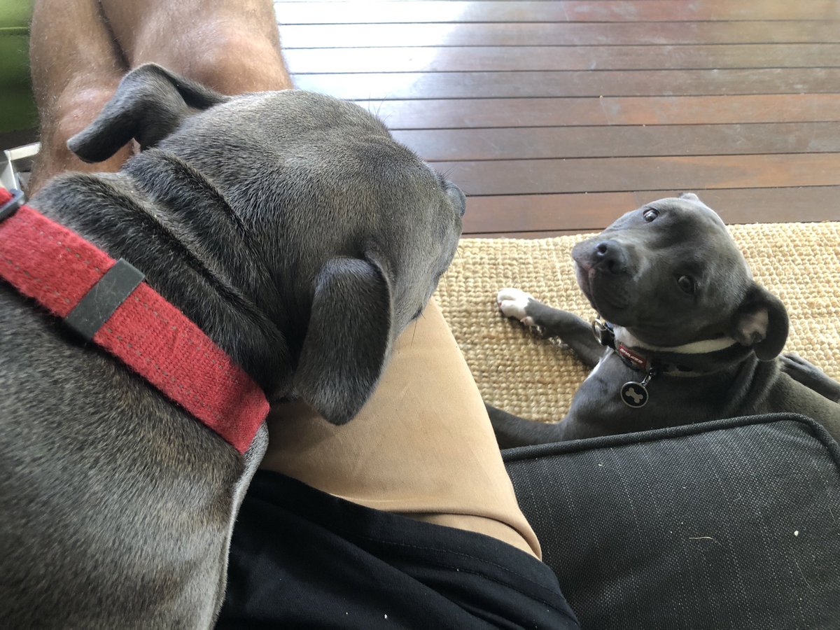 Bluey’s Bandit is my idol 💉💉💉 tweet media