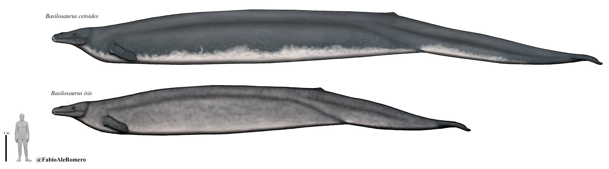 Fabio Alejandro on X: "I made some edits to make a Basilosaurus isis to  look the great differences of proportions, even though in terms of size the  head and body of a