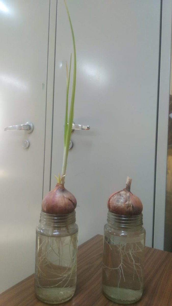 #ScienceActivities #InquiryBasedLearning #LearningByDoing #SOSE #DelhiGovtSchools Plant growth in jar where root tips were not cut. Needed a lot of patience over 3 months to observe the changes while carrying out project on impact of cutting meristematic tissue in onion root tips