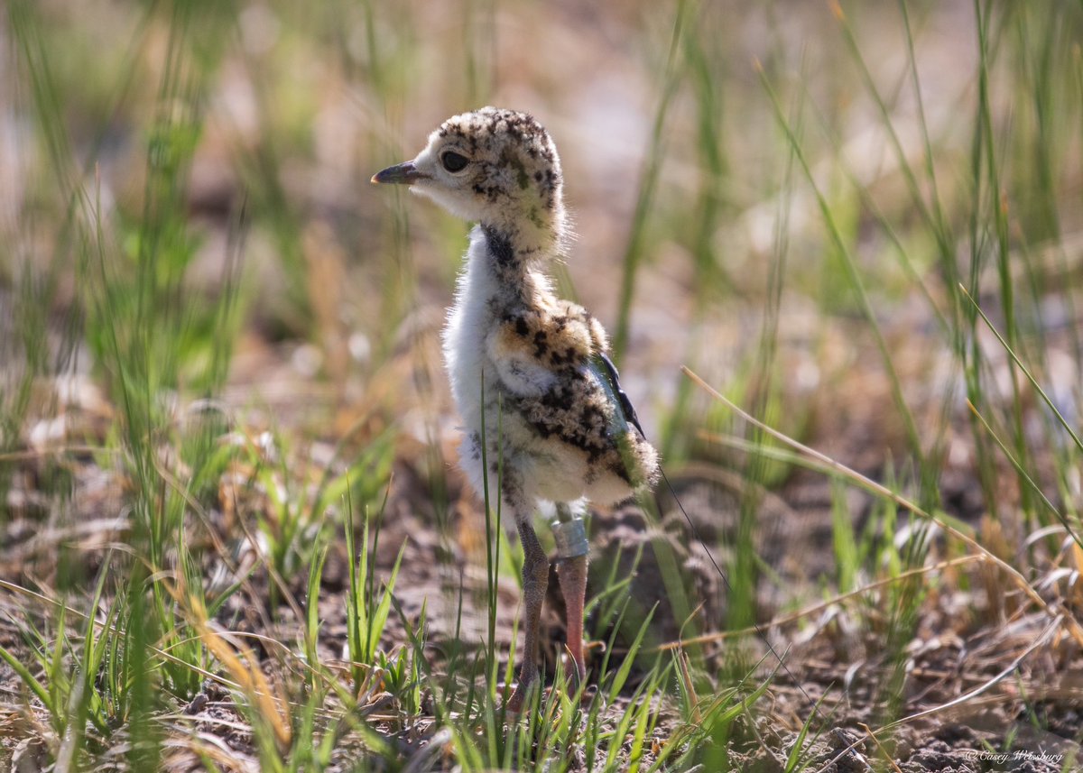 kharadrios's tweet photo. Presented a part of my thesis research on how vegetation structure and predation risk seem to drive #MountainPlover brood #habitatselection! Nice to see familiar faces and finally meet some familiar names! #AFO100 @FieldOrnith https://t.co/2lXgFMUpgb