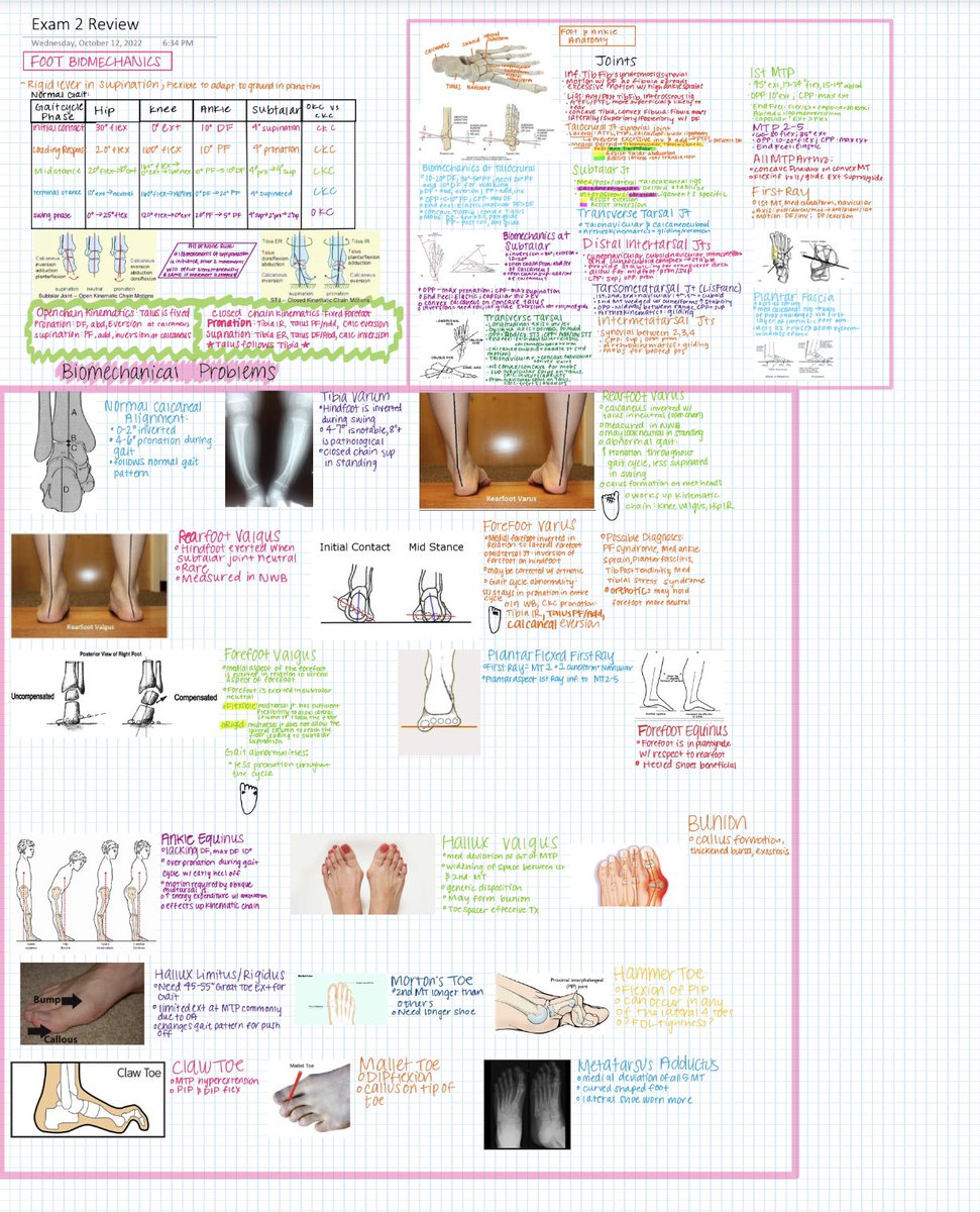 Courtney Schollian, SPT tweet media