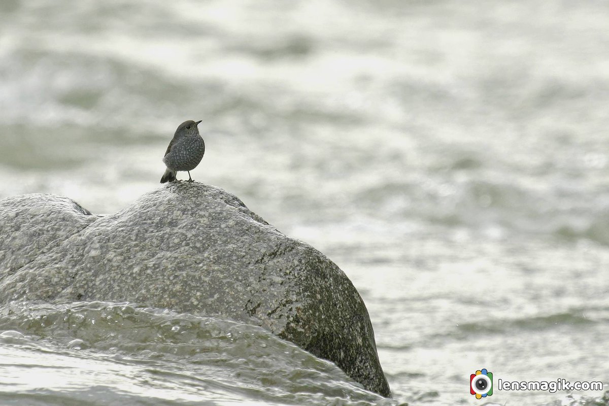 Plumbeous Water Redstart bit.ly/3yZd0Of Birds of India #plumbeouswaterredstart #waterredstart #birdsofmanali #birdsofIndia #birdwatching #birdphotography #manalibirds #habitatofredstart #redstartbird