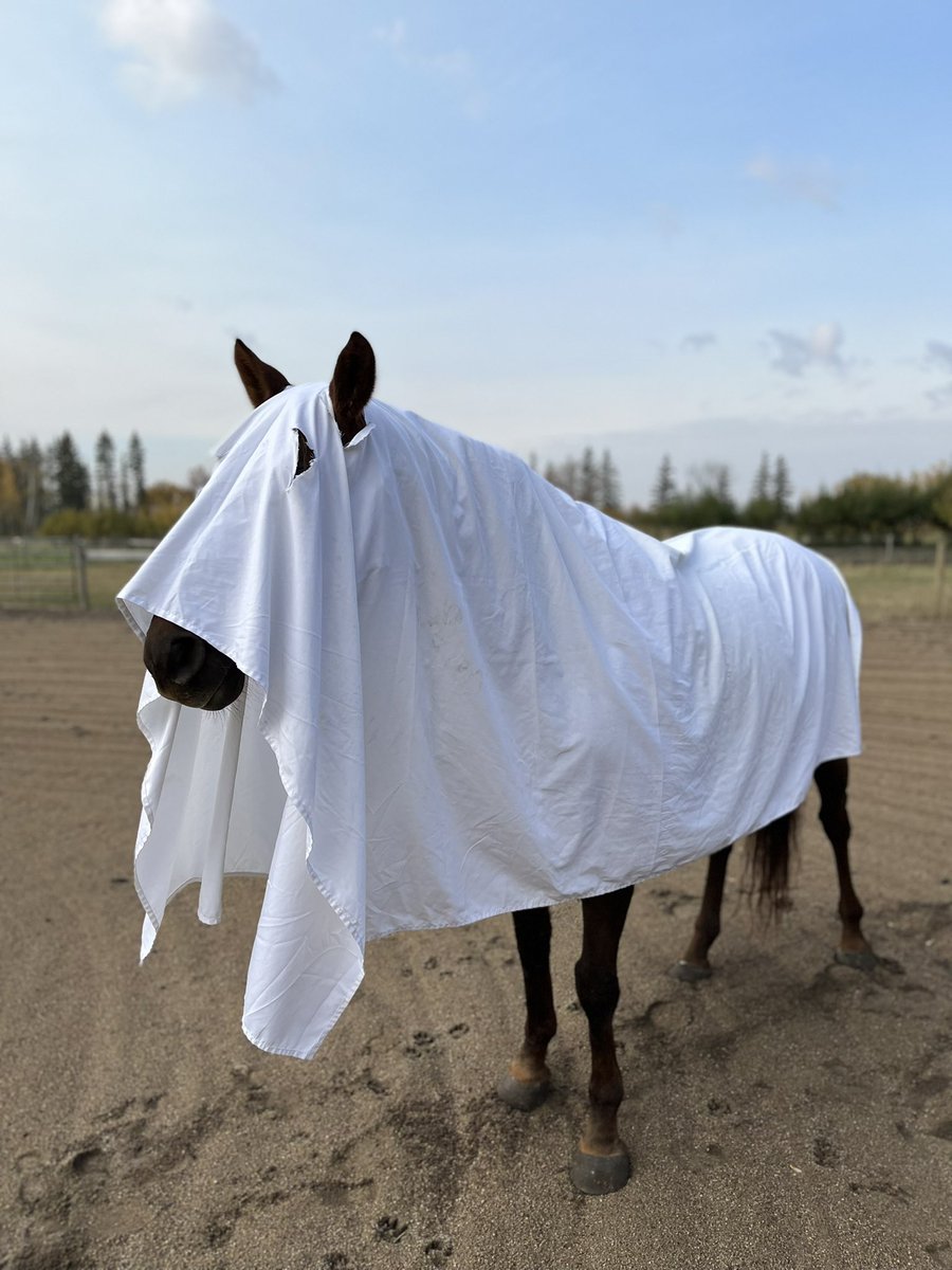 BaysicChestnut's tweet photo. It’s getting spooky over here 👻 https://t.co/82EtjYxcFo