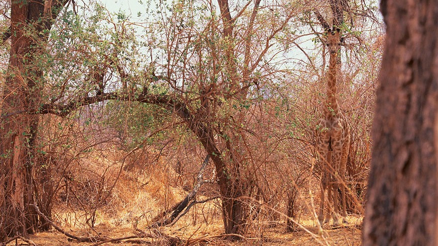 If you can survive in the wild prove it by spotting these animals