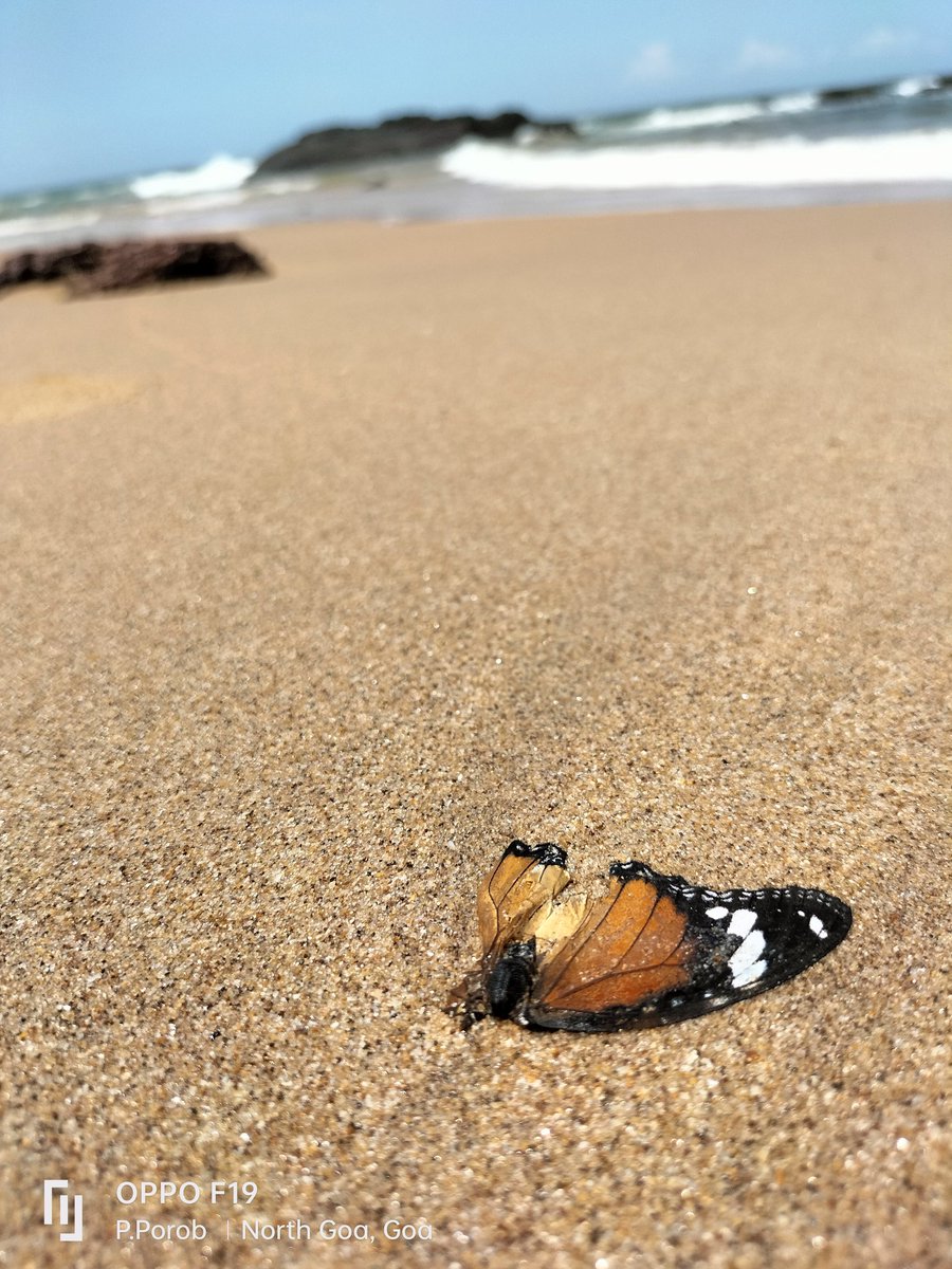 PorobParesh's tweet photo. Dead butterfly washed ashore , million dollar question is whether it crossed mighty sea or its failed attempt.#Butterflies #migration #NaturePhotograhpy #naturelovers https://t.co/Kr8fXYilen