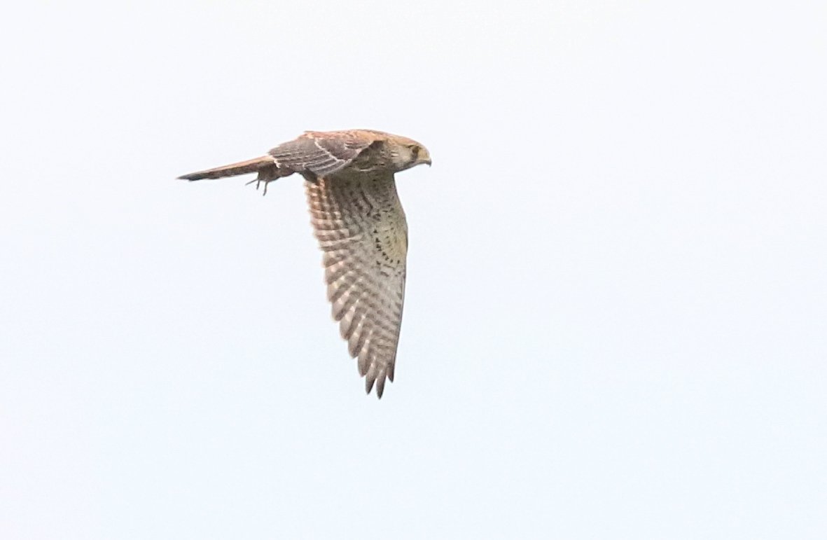 A Kestrel in flight #birds #BirdsOfPrey #birdphotography #BirdTwitter #rspb_love_nature #sussexbirding #sussexbirders #TwitterNatureCommunity