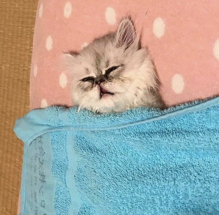 jiminbobabaII's tweet photo. do not disturb 💤 https://t.co/XzDaRHCkBP