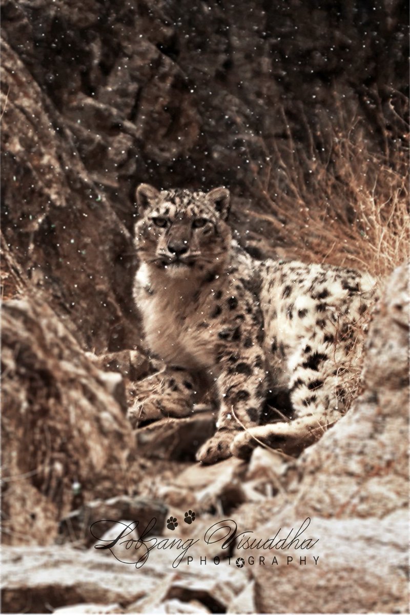 When it snows and if you see a Snow Leopard, nothing better!

I was lucky!
#SnowleopardTourism 
#snowleopardday
#ladakh 
#wildlifephotography 
@jtnladakh
@LadakhSecretary
@DIPR_Leh 
@ddnewsladakh
@prasarbharti 
@Wangchuk66 
@DIPR_Kargil 
@