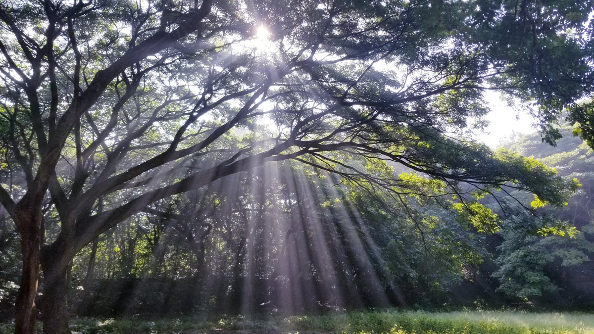 Misty morning in IISc Campus