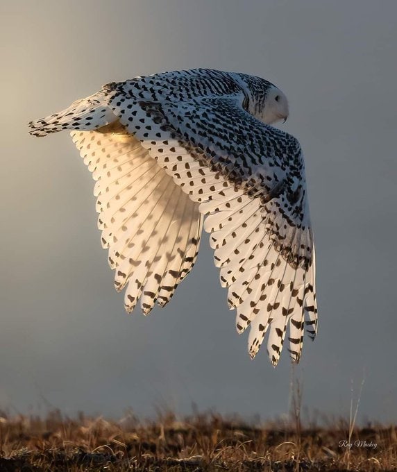 It's nice pic that i never see🥰
from 
@clifford4five6