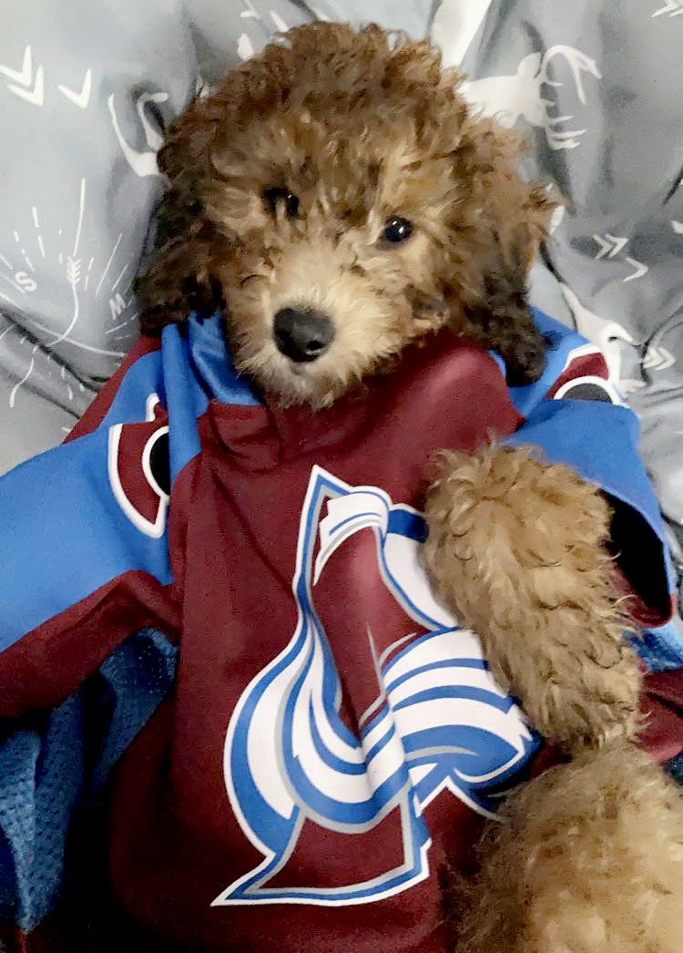 KristynHerygers's tweet photo. The cutest little Avs fan I ever did see! #GoAvsGo @Avalanche https://t.co/n94WmapVLB