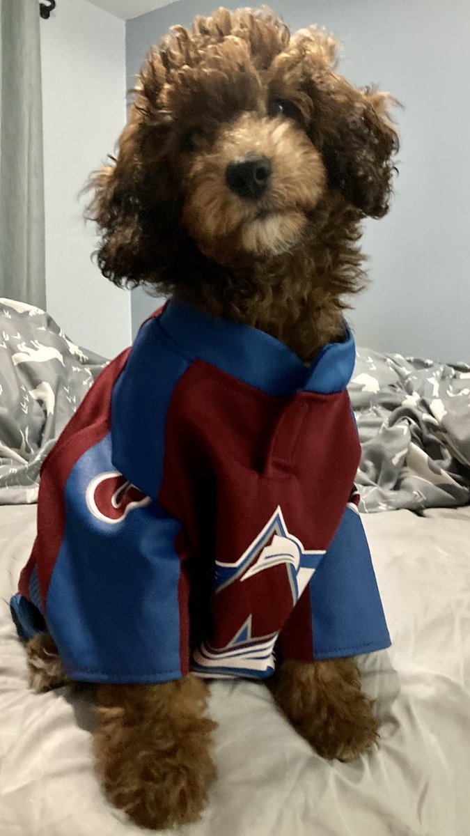 KristynHerygers's tweet photo. The cutest little Avs fan I ever did see! #GoAvsGo @Avalanche https://t.co/n94WmapVLB