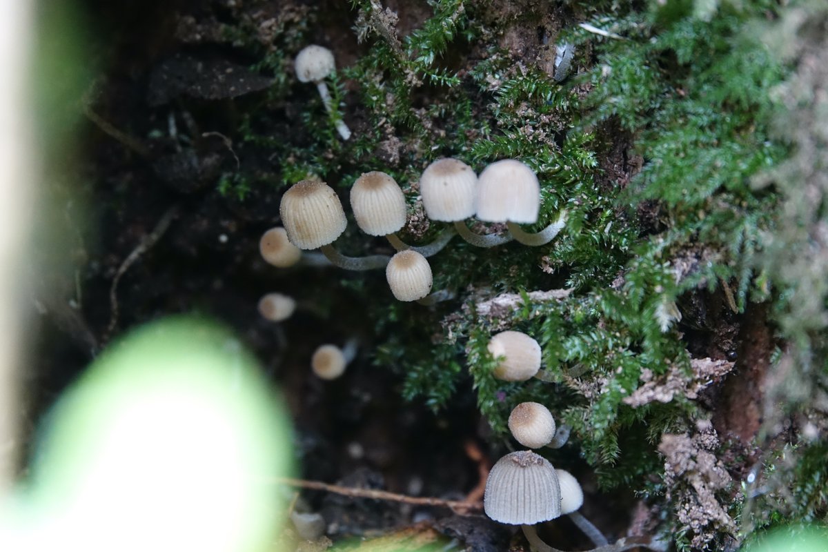 Patrmeert's tweet photo. Binnenin een holle knotwilg. Kluizenbos Aalst. #nature https://t.co/698gZYzK6Z