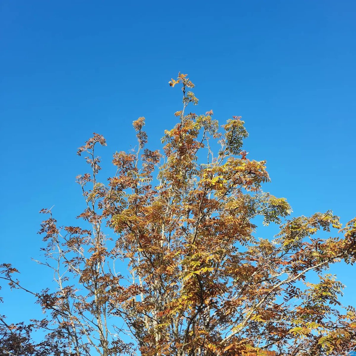 FETCollegeIde's tweet photo. Mid October and flowers still blooming.
Still some places on our 50 courses
Make the smart choice study @ https://t.co/7CKZSmzMVA
#placesavailable #applynow #colaisteide #plccourses https://t.co/nuhDtjS130