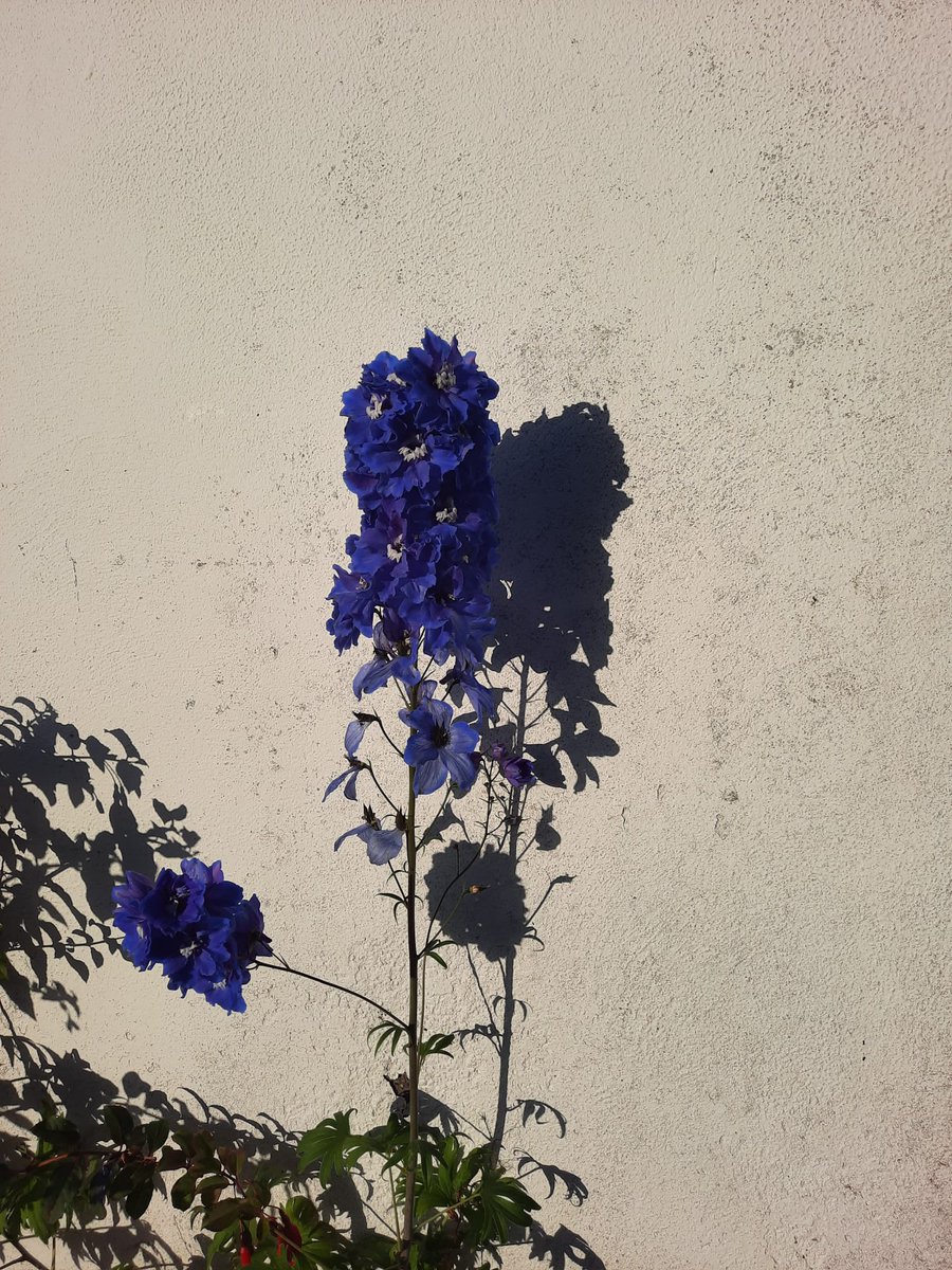 FETCollegeIde's tweet photo. Mid October and flowers still blooming.
Still some places on our 50 courses
Make the smart choice study @ https://t.co/7CKZSmzMVA
#placesavailable #applynow #colaisteide #plccourses https://t.co/nuhDtjS130