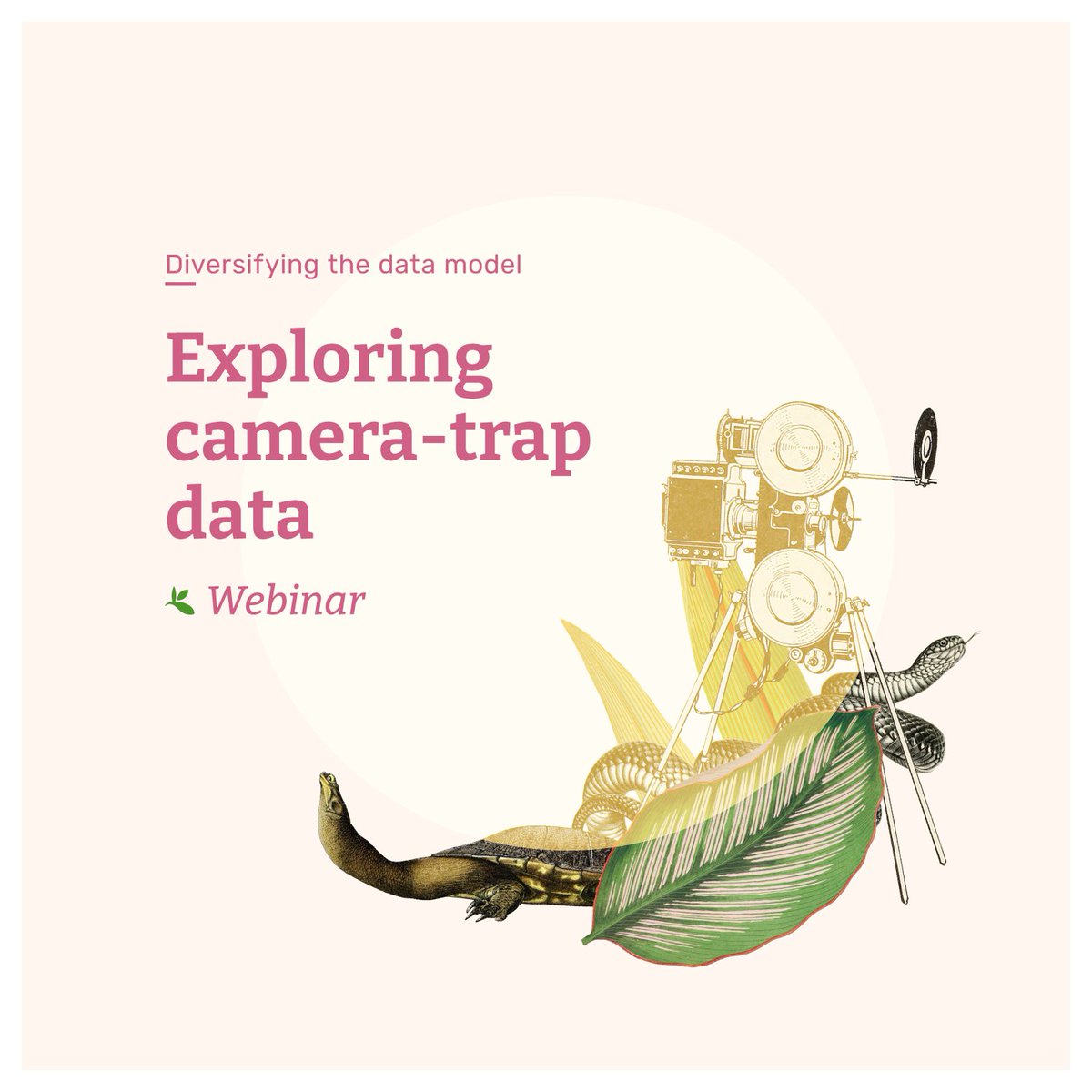 Will diversifying the data model improve representation of #biodiversity data from camera traps? Register to join the webinar on 9 Nov and find out! gbif.org/event/f68927-b… Discussions to cover #CamtrapDP and a forthcoming guide for publishing #biodiveristy data from 📸 traps…