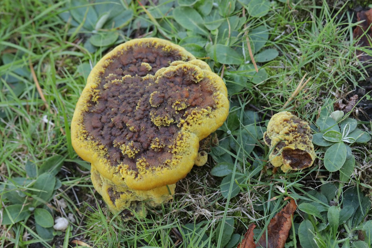 RPilze's tweet photo. Phaeolus schweinitzii
#Phaeolus #Phaeolusschweinitzii #KiefernBraunporling #NadelholzBraunporling #velvettopfungus #dyerspolypore #mushroom #mushrooms #fungus #fungi #pilz #pilze #champignons #champignon #nature #natur https://t.co/WF6c9d3p9l