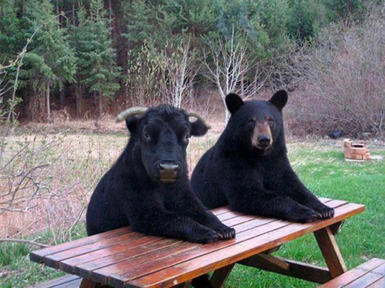 coingecko's tweet image. Waiting for the #CPI print be like: