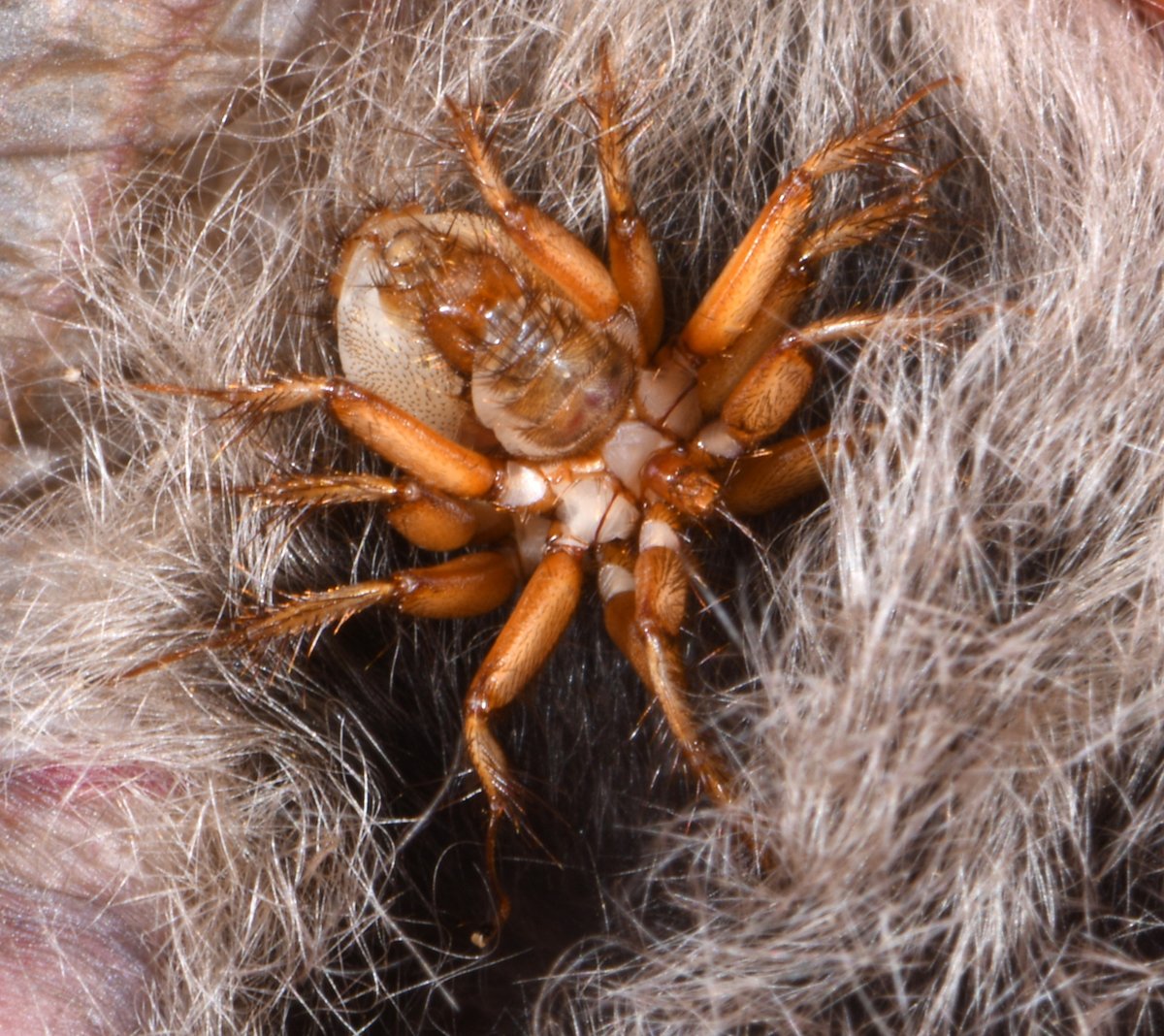 Nycteribiidae flies in an intimate moment on myotis nattereri