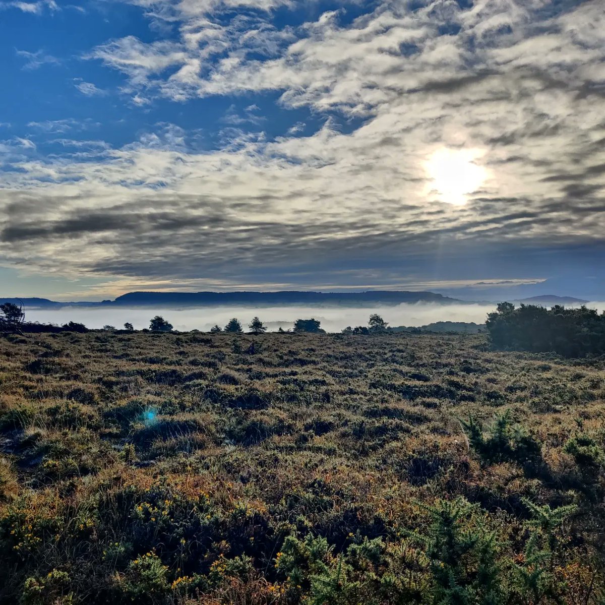 PhillyBillyB's tweet photo. Early morning, pebble bed heaths. https://t.co/bCjHh5548y