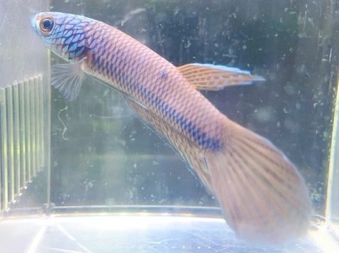 小さな熱帯魚の店 レインボー 小虹 の人たち Tfrainbow Twitter