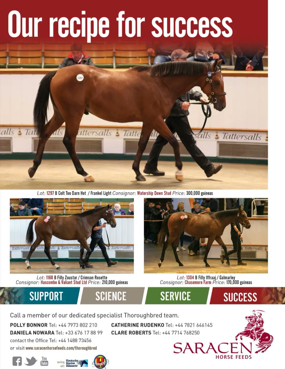 theTDN's tweet photo. The steadfast @SaracenTB recipe for success continues in the @Tattersalls1766 October sale ring! https://t.co/JopiSDsMkX