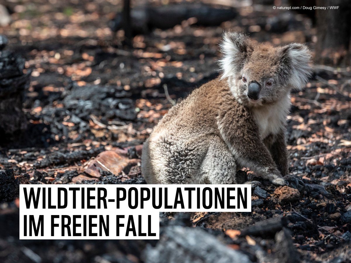 wwfaustria's tweet photo. Der menschliche Raubbau an der Natur ist dramatisch, wie unser neuer #LivingPlanetReport zeigt. Seit 1970 sind die weltweit untersuchten Populationen von Säugetieren, Vögeln, Amphibien, Reptilien und Fischen im Schnitt um 69 Prozent eingebrochen. 🧵 👉https://t.co/0TIKdAgYkC https://t.co/80wtxXdZRd