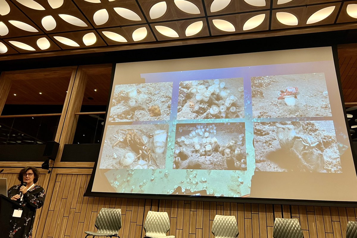 Sponge_2022 tweet media